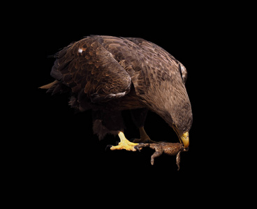 如黑色翻滚, 福尔摩斯, 黑色伴娘, 黑山猫, 黑青蛙