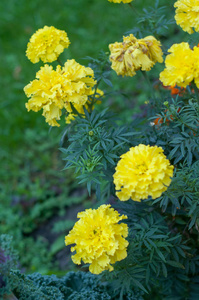 在城市的花朵。花床和花园里的花朵