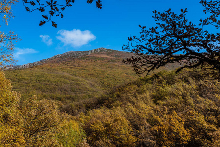 山毛榉森林在秋天时间一个晴朗的天