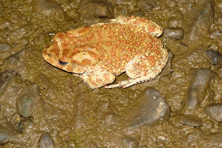 一只蟾蜍 Amietophrynus mauritanicus 在野生摩洛哥