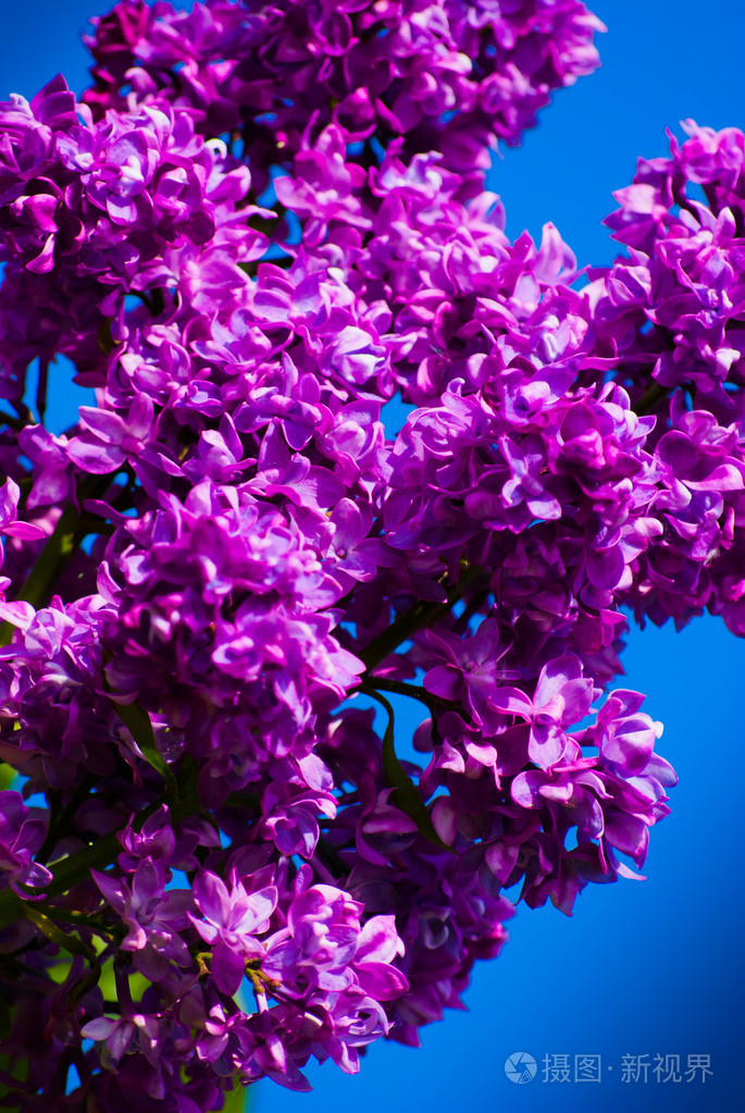 蓝蓝的天空中的紫色紫丁香