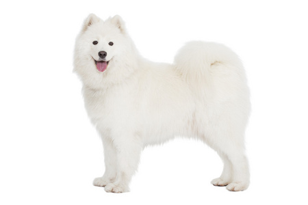 白色萨摩耶萨摩耶德犬,孤立的白色衬底上照片