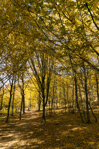 惊人的秋季景观与黄树附近的恶魔镇在拉丹山山, 塞尔维亚