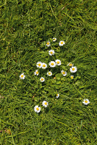 春季绿菊花花毯草甸