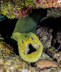 绿色马里，gymnothorax 柏木