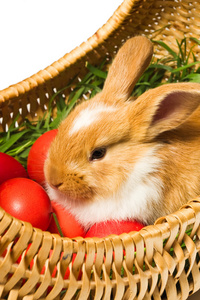 非常可爱的复活节兔子