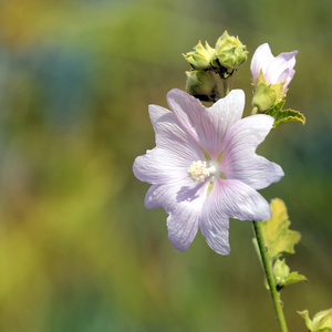 锦葵花卉