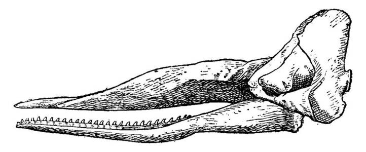 齿状鞭毛虫科图片