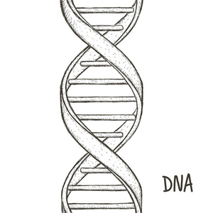 dna双螺旋结构 简笔画图片