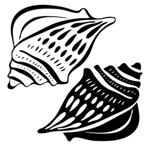 矢量黑白插图与海贝壳照片