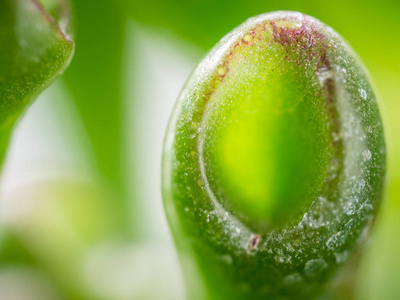 Crasula 梓肉质背景