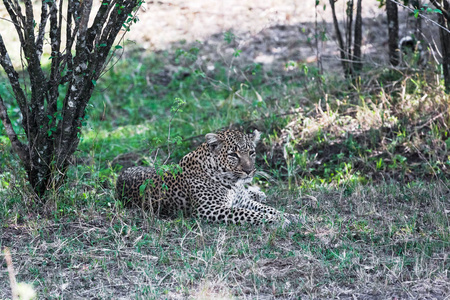 豹在阴凉处休息。肯尼亚非洲