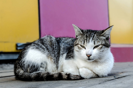 在木表面上躺着一只无家可归的可怜的小猫。一只灰色的条纹小猫躺在木板上