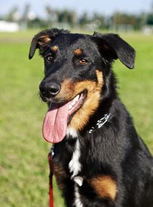 beauceron 澳大利亚牧羊犬肖像公园