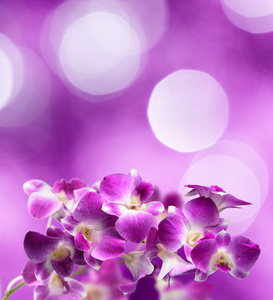 紫色和白色的兰花花紫色背景上