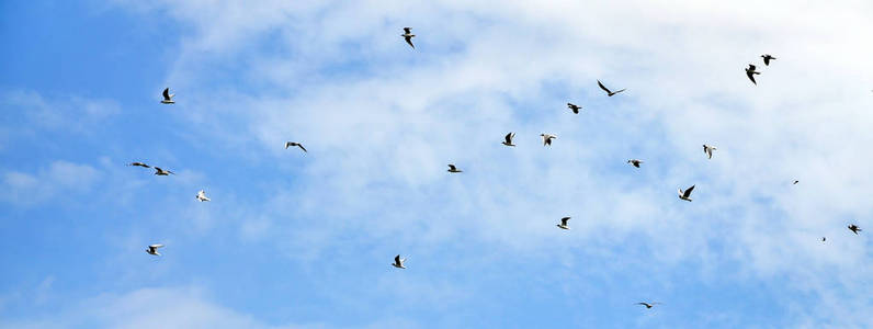 许多白海鸥在多云的蓝天下飞翔