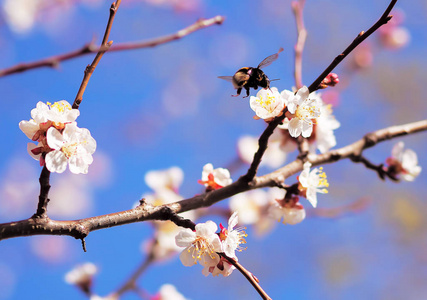 杏花粉红春花