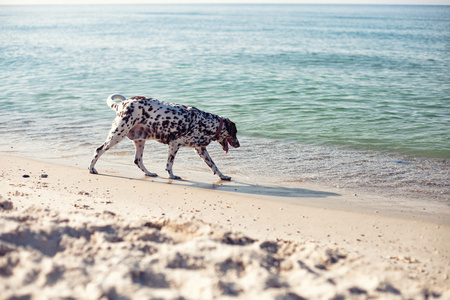 在海滩上的狗