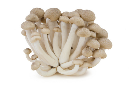 棕色的山毛榉蘑菇, 姬菇蘑菇照片