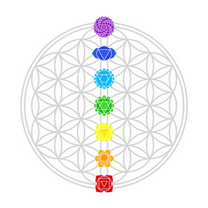 根系植物从种子到开花结果的生长阶段生命之花红莲生命之花多维数据