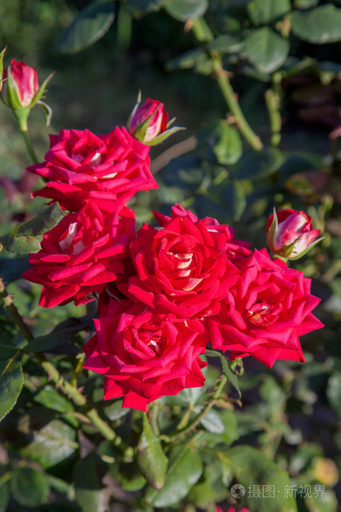 花园里有一朵鲜红的玫瑰花美丽的红玫瑰灌木在花床上生长在阳光明媚的