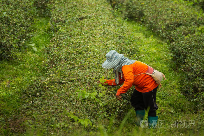 在茶叶农场采摘绿茶叶子的工人妇女