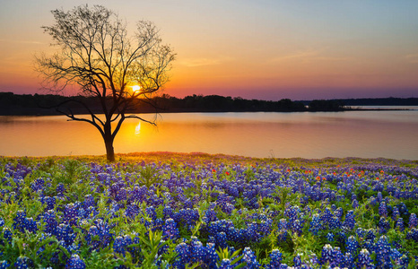 美丽的得克萨斯春天日落在湖