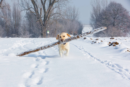 白拉布拉多猎犬 runns 竹竿雪