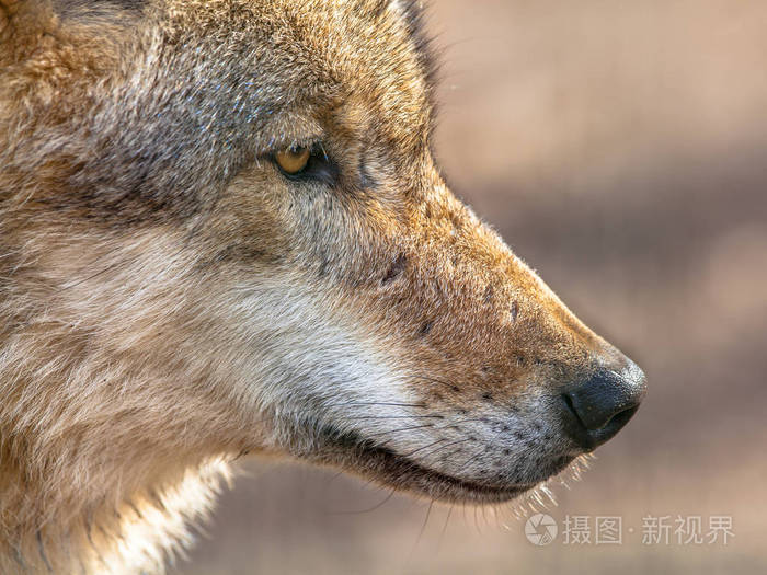 欧亚灰狼 大犬狼疮 头。它是犬属最专业的成员, 其更合群的性质, 其高度先进的表达行为