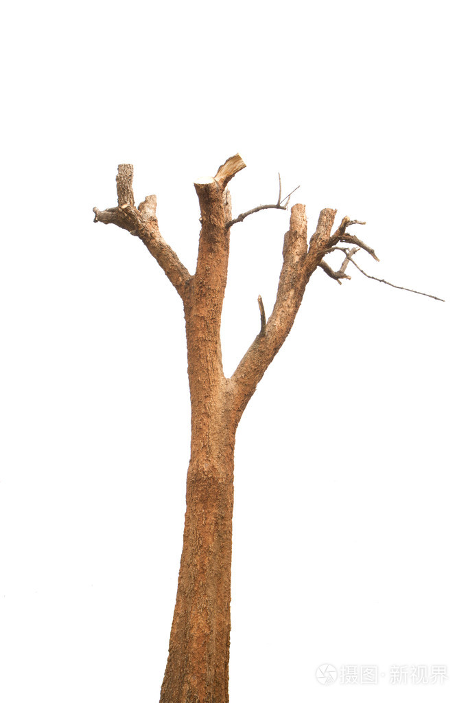 树桩照片-正版商用图片07d2tp-摄图新视界