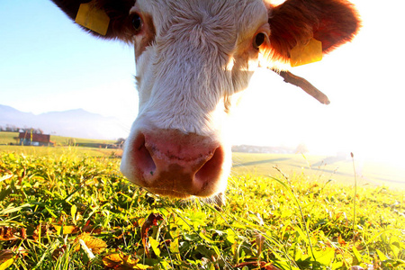 一只年轻的西门西牛站在草地上反对太阳