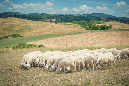 羊在吃草的夏天一天托斯卡纳的领域