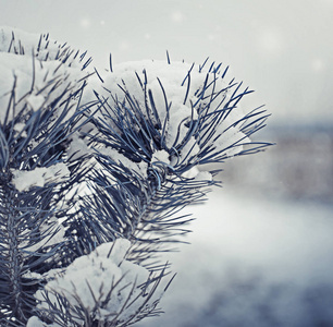 冰冻树枝雪特写镜头视图