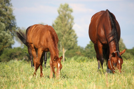 栗色的小马驹和在牧场上它吃草