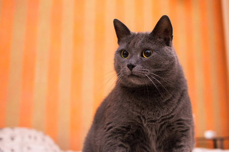 苏格兰短毛猫图片