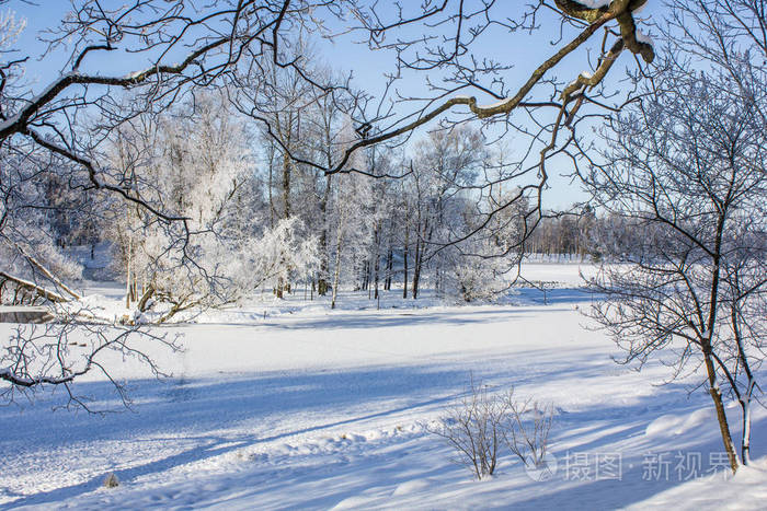 冬季景观.严寒, 白雪皑皑的树木, 晴朗的天气.美丽的冬季季节性背景.