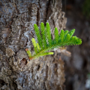 小树枝的松树生长从一个厚实的老树干作为新的思想的一代诞生的象征
