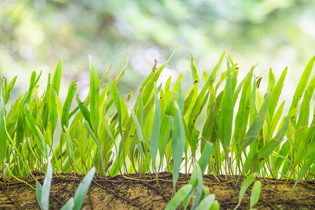 热带雨林 Pyrrosia 毛大丁生长的新鲜蕨类植物的宏观研究