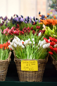 著名的阿姆斯特丹花市 bloemenmarkt。多色郁金香。荷兰的象征