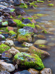 石头与藻类在海边
