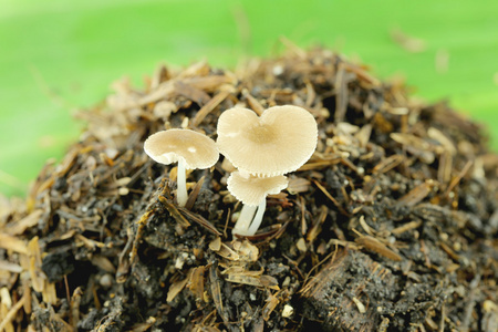 在地面上的野生蘑菇图片