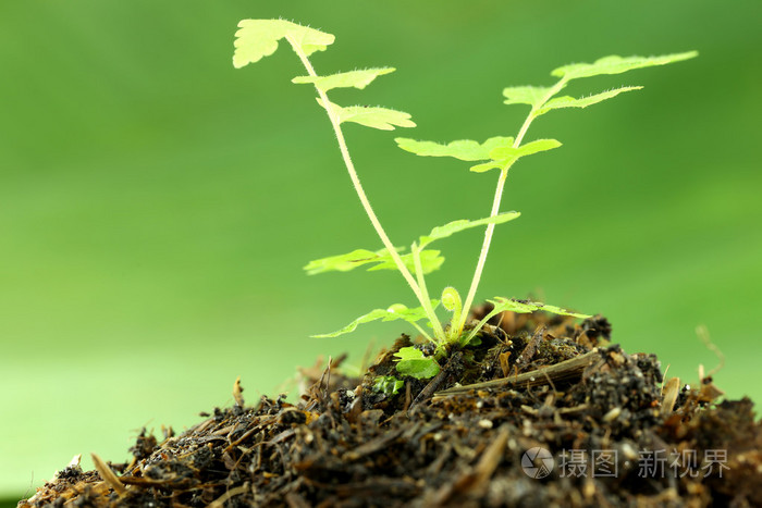 在地面上的绿苗