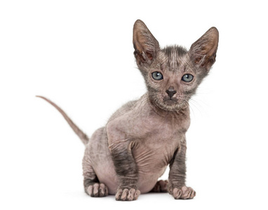 猫咪 Lykoi 猫, 7 周大, 也叫狼人猫坐