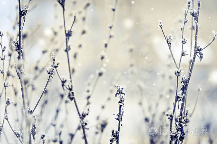 冰霜冷冻植物的特写镜头