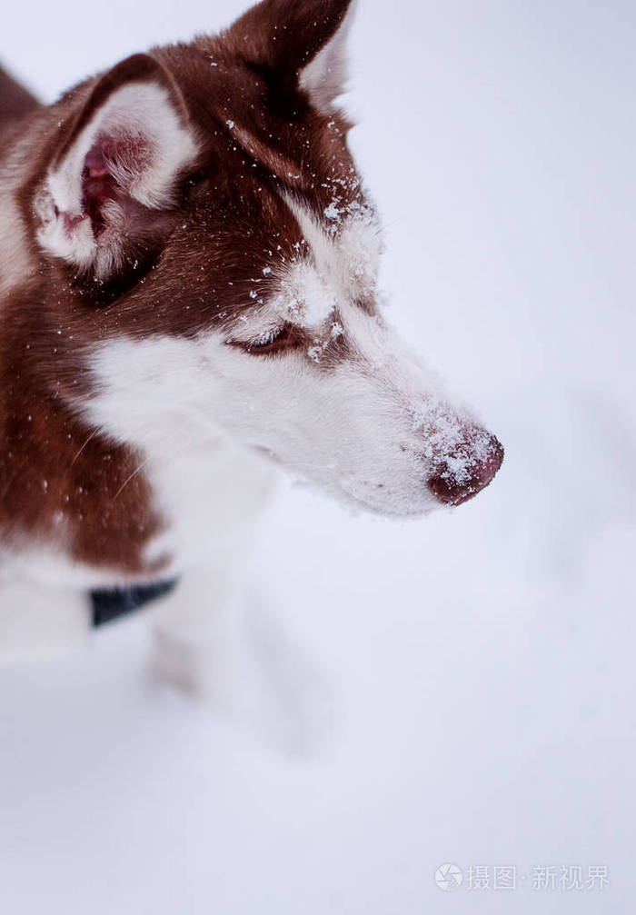 雪中的褐色哈士奇