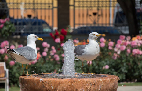 海鸥在白宫玫瑰花园喷泉