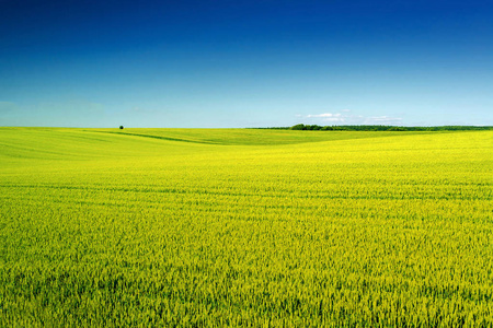美丽的夏季景观, 绿色的田野和清澈的蓝天之上