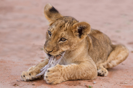 沙子上的猫喀拉哈里沙漠的沙子上玩的小可爱的狮子照片
