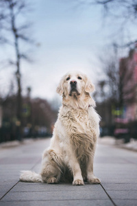 公园雪白色萨摩耶狗快乐的孩子可爱的混血黑狗在冬季草地上散步的肖像