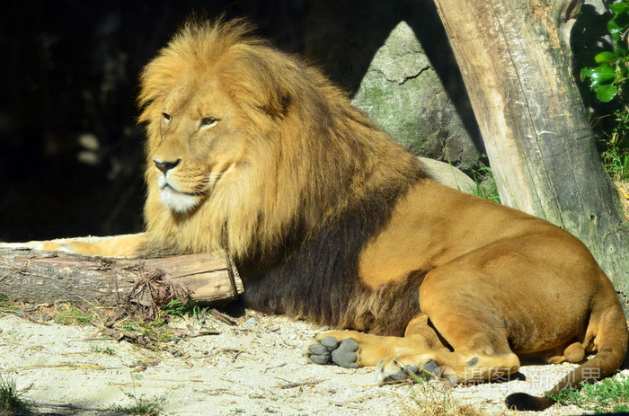 可用于营利性的商业,广告目的授权限制暂无图片作者lucidwaters新媒体